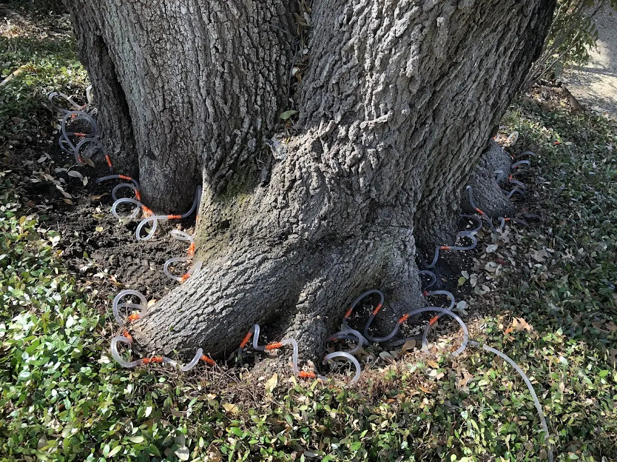 Detailed Tree Cabling and Bracing job site in Lincolnshire