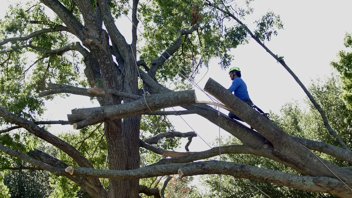 Professional Crown Thinning performed by certified arborists in Lincolnshire